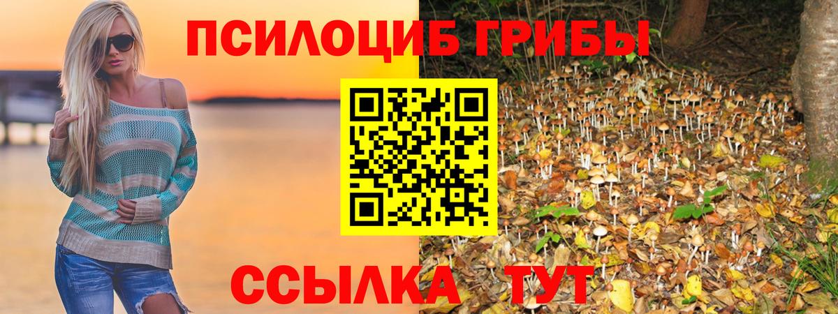 Псилоцибиновые грибы Cubensis Красноярск