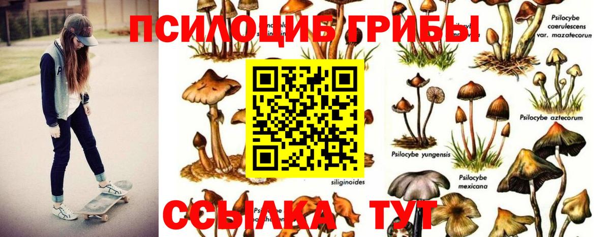 Красноярск  Псилоцибиновые грибы прущие грибы  Вход с VPN  Галлюциногенные грибы Psilocybe 